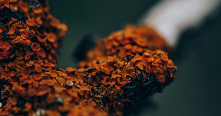 Le lichen texturé en orange foncé s’étend sur une branche en gros plan.