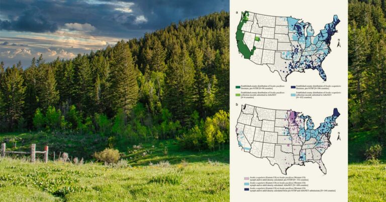 Deux cartes des comtés américains où les tiques sont surveillées sont superposées à une belle colline boisée et à un premier plan herbeux.