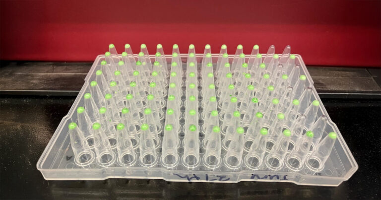 DNA samples in a microtitre plate, which is widely used in biobanks for storage and screening of samples.